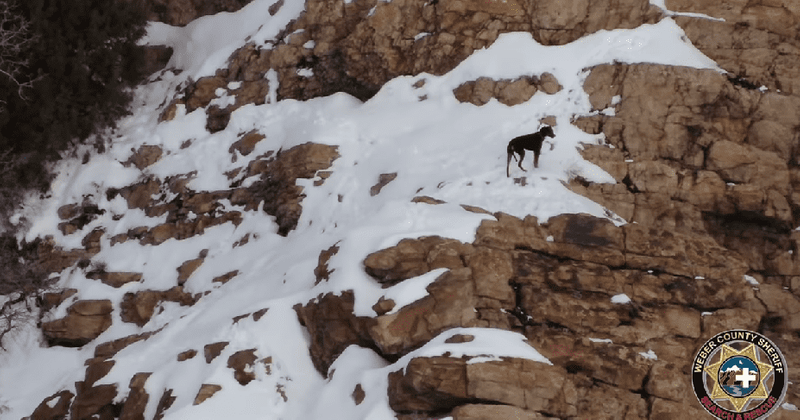 Dog lost during hike rescued in daring circumstances on Christmas Day from Utah mountains