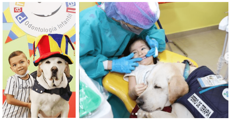 Meet Aldo, Ecuador's 'first' dental assistant dog that comforts children during  appointments