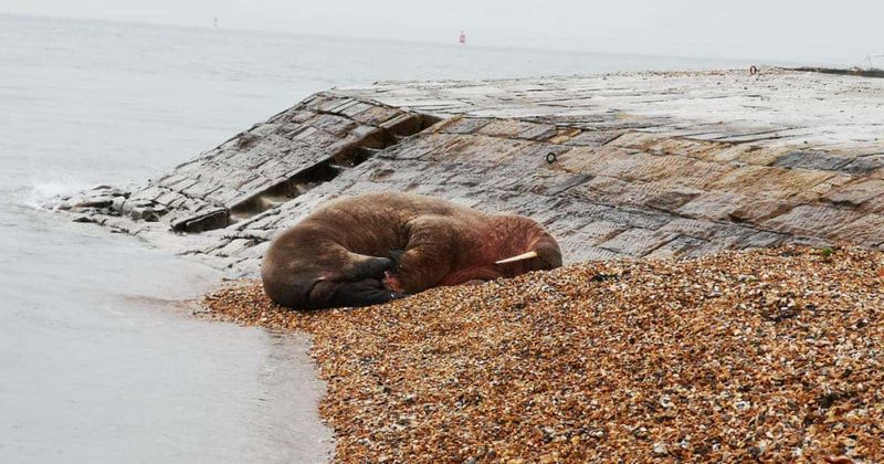 Small town cancels New Year fireworks to avoid disturbing sleeping walrus named Thor