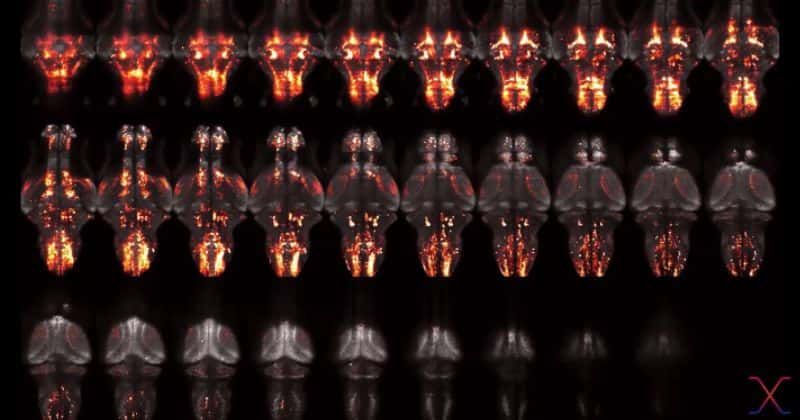 Lost fish are able to find their way back home thanks to 'ancient' wiring of their brains, says new study