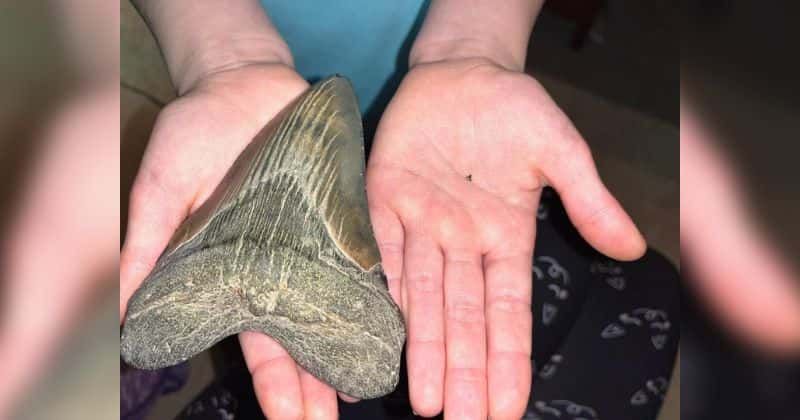 9-year-old girl on a ‘shark tooth hunt’ finds ancient megalodon tooth on Maryland beach
