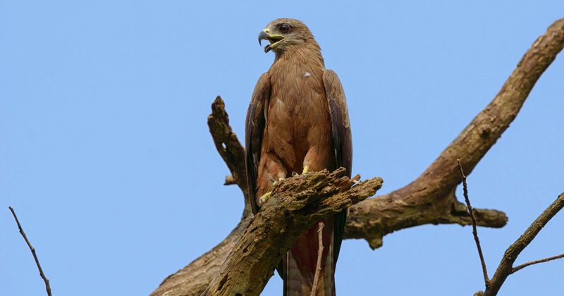'Firehawks' are deliberately causing wildfires by carrying blazing sticks, says new study
