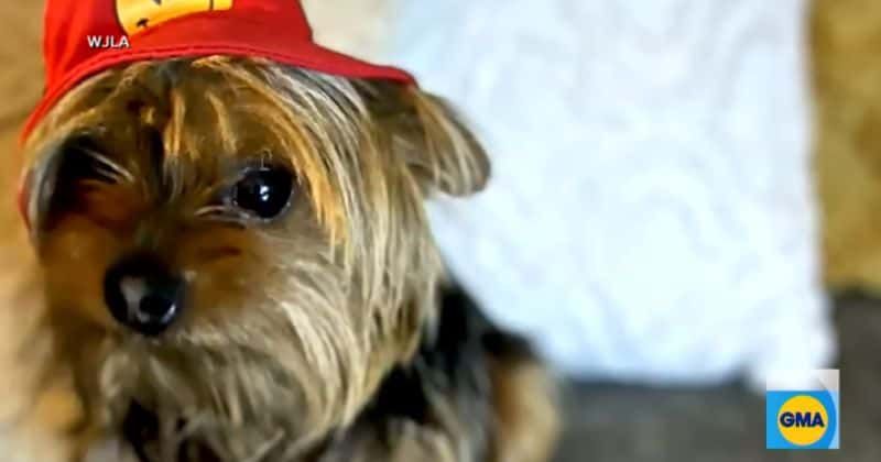 Veteran who hunted Al-Qaeda militants helps rescue a dog who was kidnapped and held for ransom