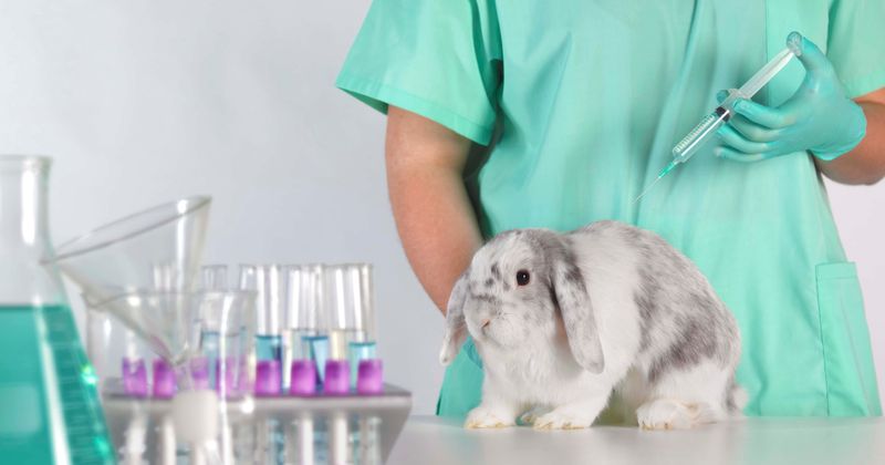 Canada to ban cosmetic testing on animals | 'We have no excuse at all for not doing this'