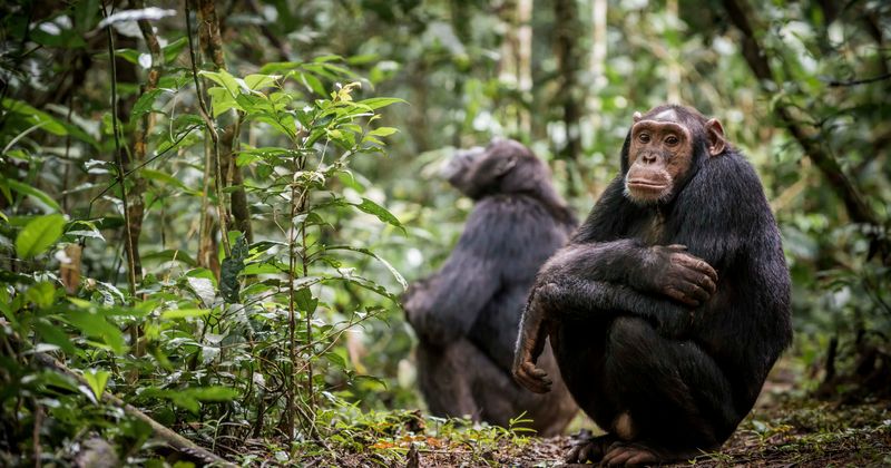New study reveals that humans can understand the sign language of apes: 'It's really incredible'