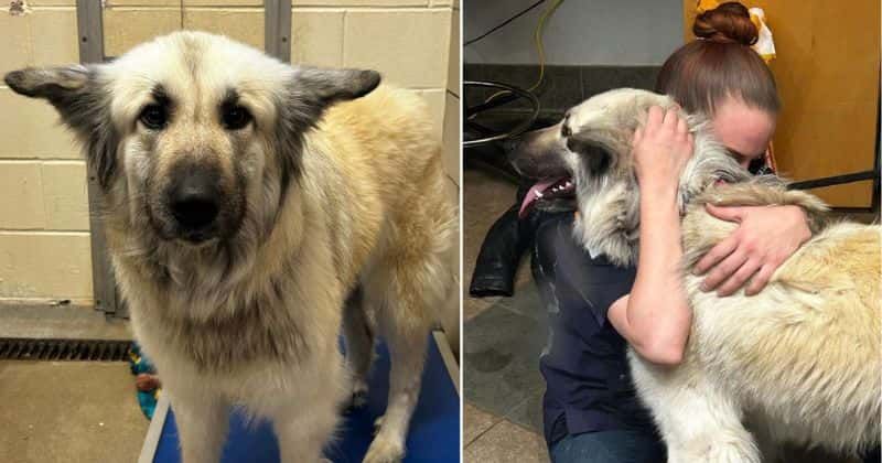 Shelter helps reunite owner with her beloved dog found wandering on streets with heartbreaking note