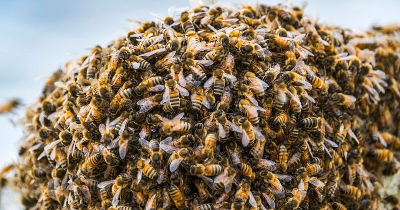 Swarming bees can stir up electric fields more powerful than thunderstorms, reveals study