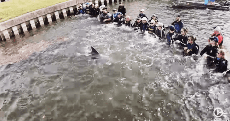 Biologists form a human chain in water to rescue stranded dolphin by coaxing it back to the sea