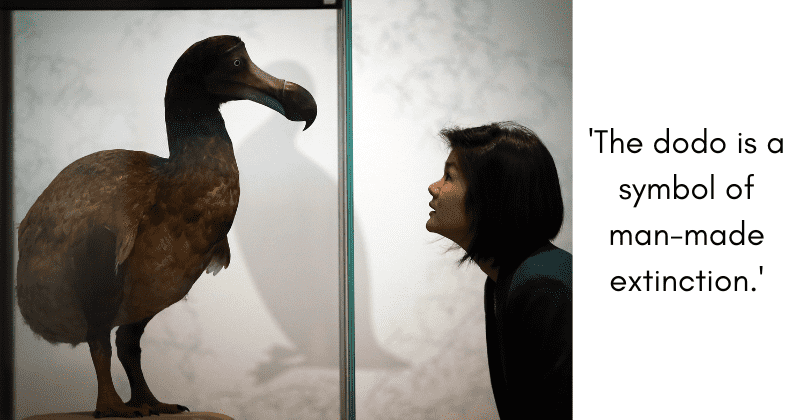 A start-up has plans to bring back the dodo from extinction and people are divided