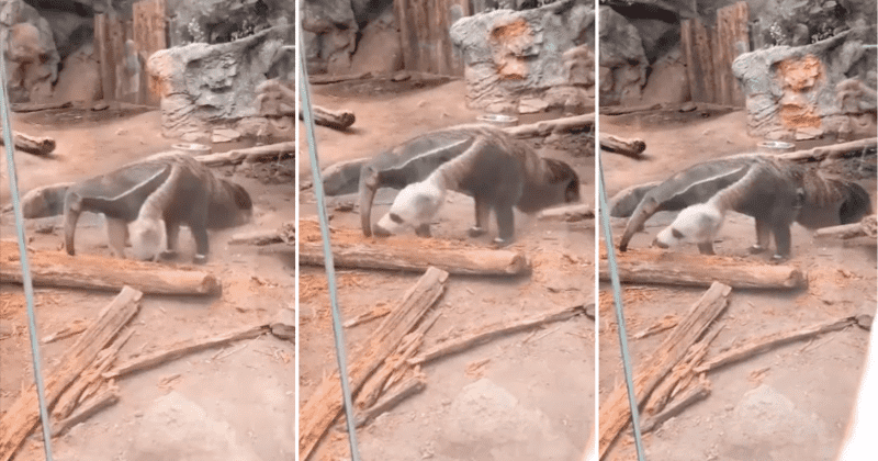 Strange video of anteater leaves everyone confused with some seeing as many as two heads