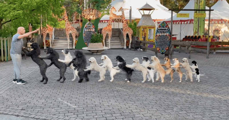 Man sets world record for having most dogs in a conga line, breaking his daughter's record of 9