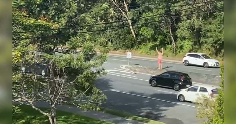 Man helps innocent koala to cross a busy highway in Australia: ‘I’m just glad he made it'