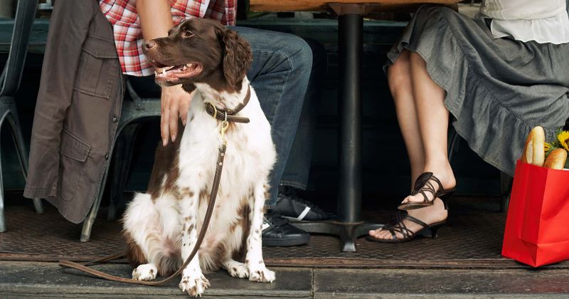 Person asks if people should be taking their dogs to public spaces, sparking fierce debate