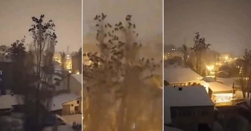 Birds were acting very strange just before the deadly earthquake struck in Turkey
