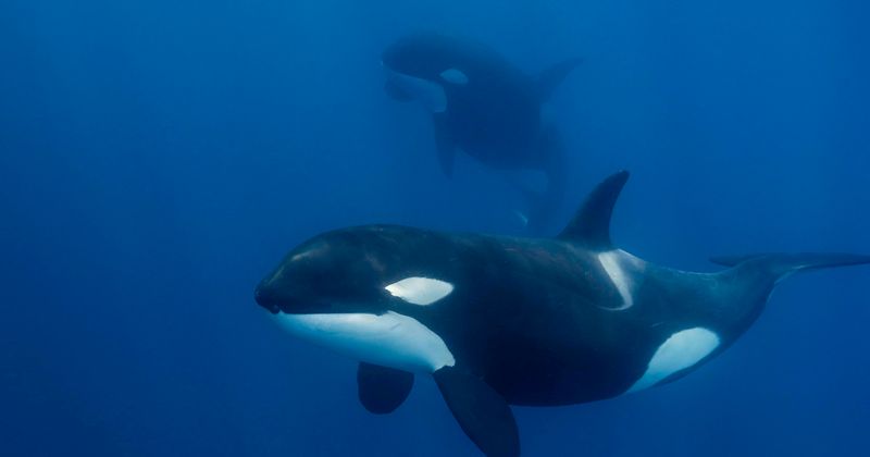 Orca moms stop having kids to take care of their adult sons, reveals study