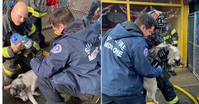 A doggy daycare caught fire and the neighbors stepped up to save all 115 dogs inside