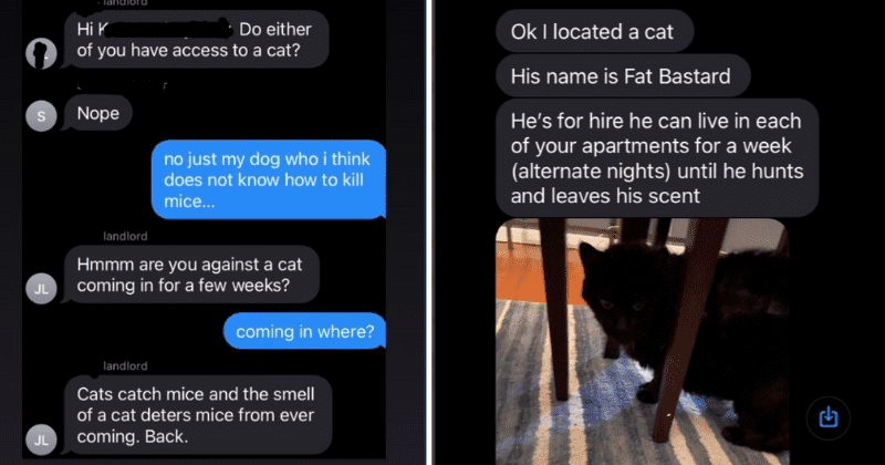 Landlord has a completely unorthodox solution to mice infestation and it has the internet hooked