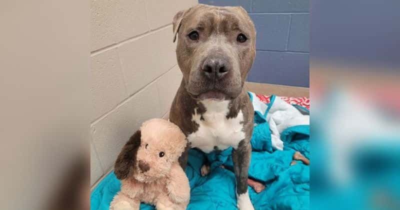 Shelter dog with a missing ear recreates plush toy to make it look like him 