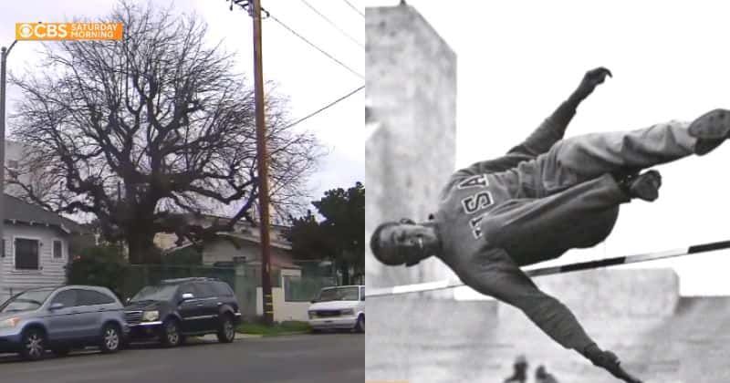 This oak tree in Los Angeles carries the legacy of a forgotten 1936 Olympic athlete