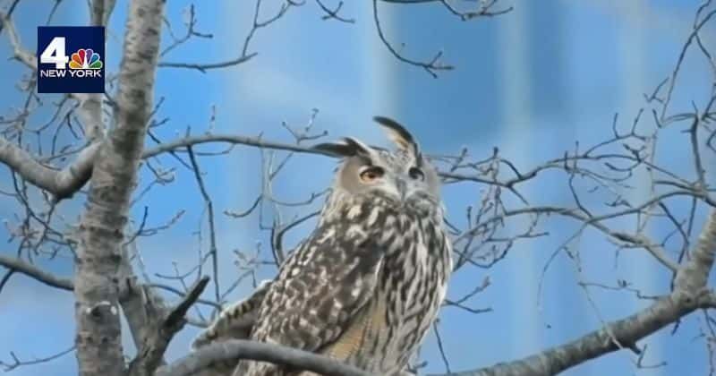 Flaco the owl who escaped from Central Park Zoo is now a local celebrity