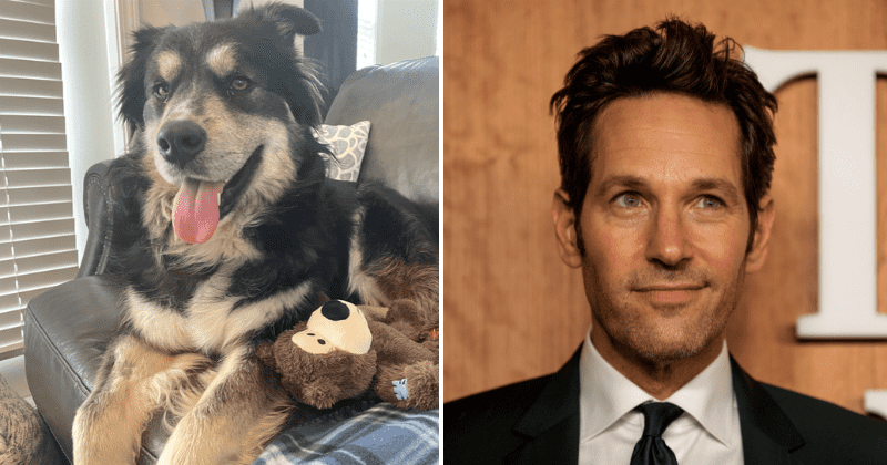 Pawl Ruff the canine lookalike of Paul Rudd finds forever home with local resident
