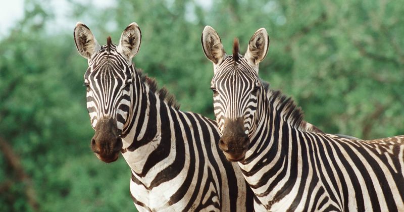 Scientists have discovered why zebras have black and white stripes
