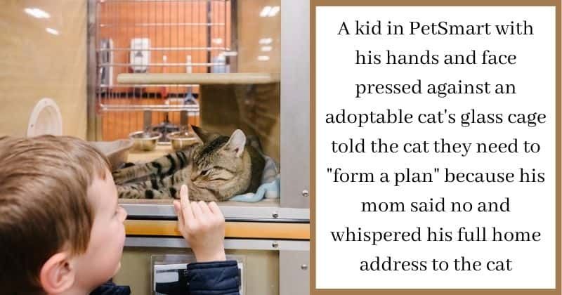 Boy secretly tries to 'make a deal' with an adoptable cat to bring him home after his mom said no