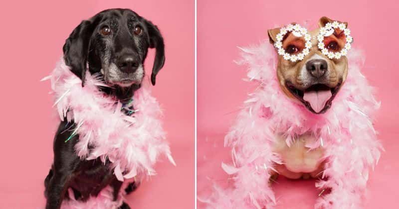 Shelter takes the cutest photos of their longest residents to help find them their forever homes