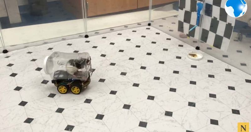 Rats enjoy driving tiny cars even when they aren't given treats, finds study