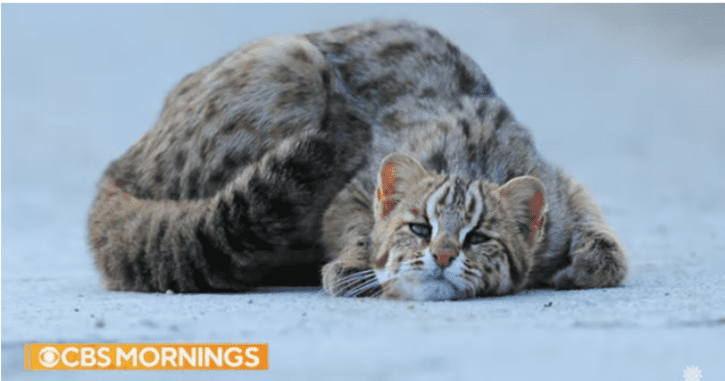 Heavily protected 'Demilitarizated Zone' separating North and South Korea is now a sanctuary for wildlife