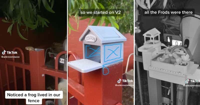 Man sees frog living in his fence and builds 'Frodrick' a customized house with a fancy pool