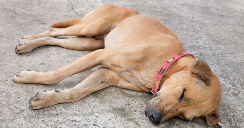 Man travels 60 miles every day to rescue animals in earthquake-hit Northwest Syria