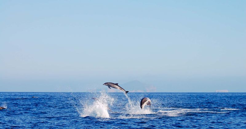 Nearly 200 countries unite in historic 'high seas treaty' to protect our oceans
