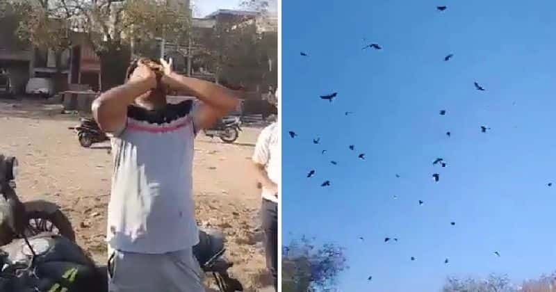 Man has the 'power' to summon an army of crows at will and the internet is in awe