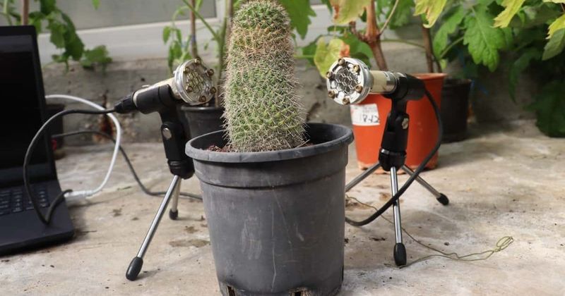 Groundbreaking research finds that plants are not silent and they make popping sounds