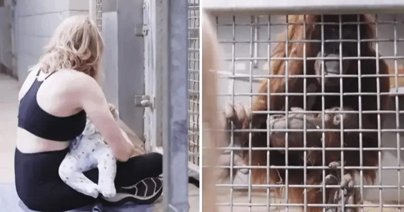 This is how a new mom taught an orangutan to breastfeed her baby