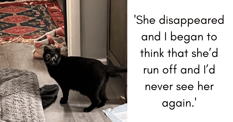 Woman reunites with missing cat who was hiding under returned furniture: 'It was so upsetting'