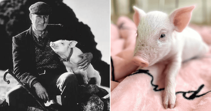 James Cromwell helps save a real piglet from slaughter and names him 'Babe' in a full-circle moment