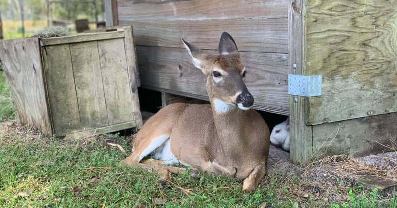 Deer and bunny form a Bambi-like friendship at Florida Sanctuary: 'One always knows where the other is'
