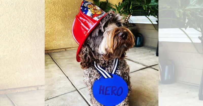 Dog who rarely barks hailed a hero for waking up owner during a neighborhood fire