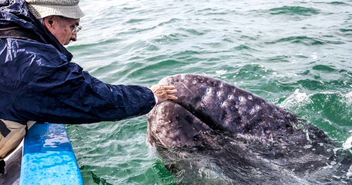Whale 'purrs' with happiness as man showers her with hugs and kisses in the video: 'Life changing moment'