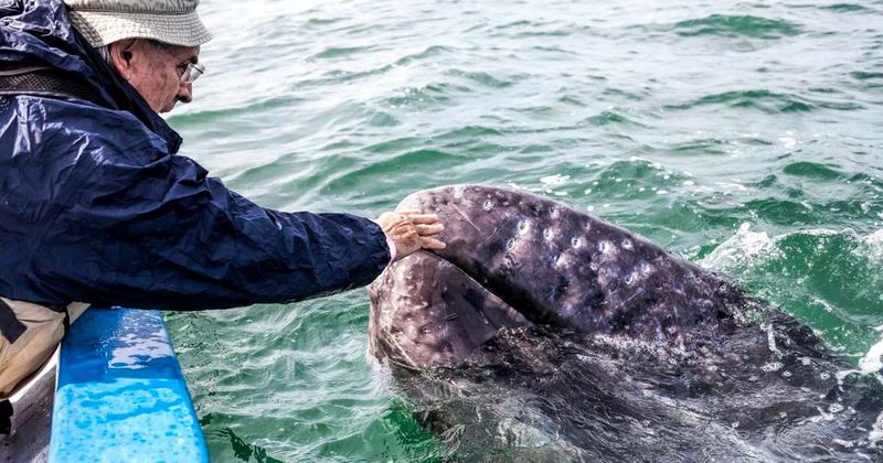 Whale 'purrs' with happiness as man showers her with hugs and kisses in the video: 'Life changing moment'