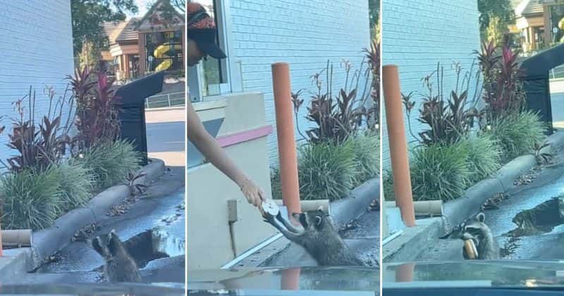 Racoon politely waits in a Dunkin' drive-thru and orders a donut: 'He's definitely a regular'