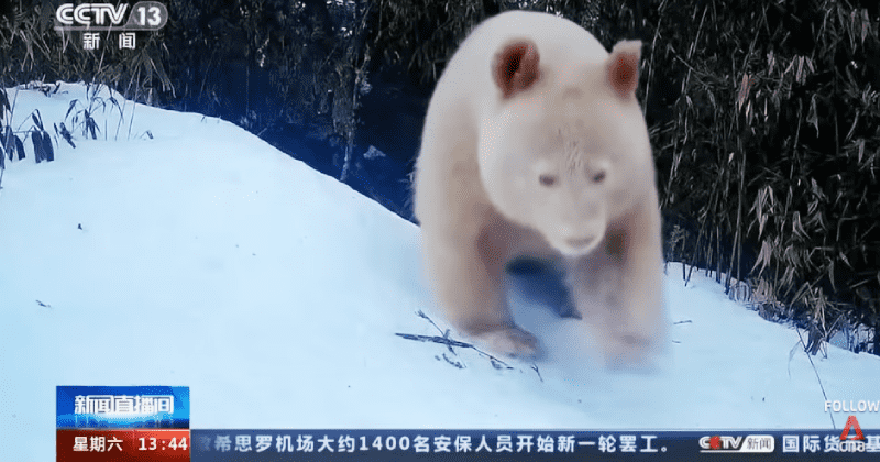 Experts relieved as world's 'only' all-white albino panda caught on camera for the first time in 3 years