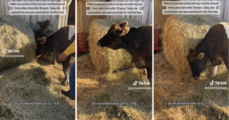 Rescued blind cow's reaction to being gifted her own hay bale is too precious: 'She is magnificent'