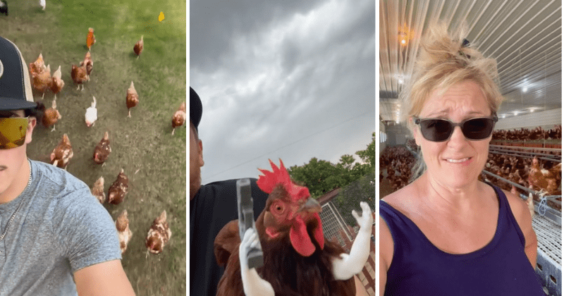Farmers are participating in Chicken Wars 2023 with their bird armies: 'You better watch out'