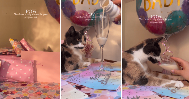Cat mom throws an epic baby shower for her pregnant cat: 'Gorgeous girl about to become a mama'