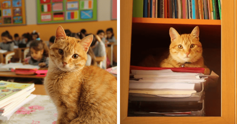 Adorable cat breaks into third-grade school classroom and makes it his home
