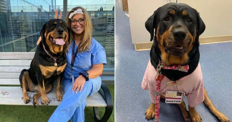 Service therapy dog Loki honored with 'Dogtorate' from the University of Maryland: 'It was a great day'