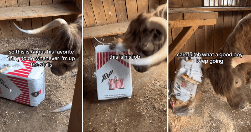 Agnus the bull is inspiring people to keep their rooms in order by cleaning his own stall